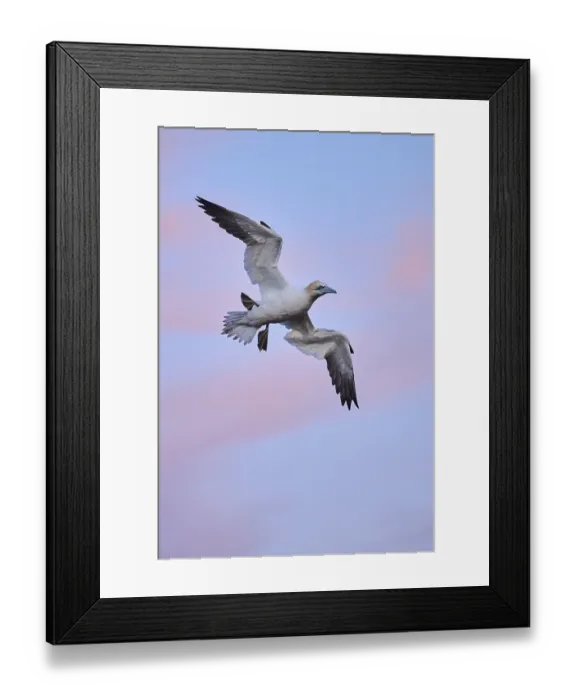 Framed Print : Northern gannet (Morus bassanus) flying in the sky at sunset