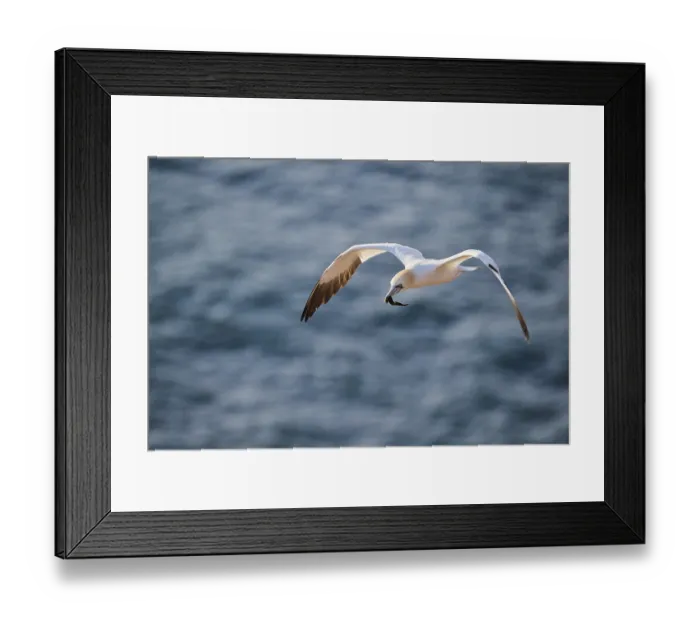 Framed Print : Northern gannet (Morus bassanus) flying over the sea Framed Print : Northern gannet (Morus bassanus) flying over the sea