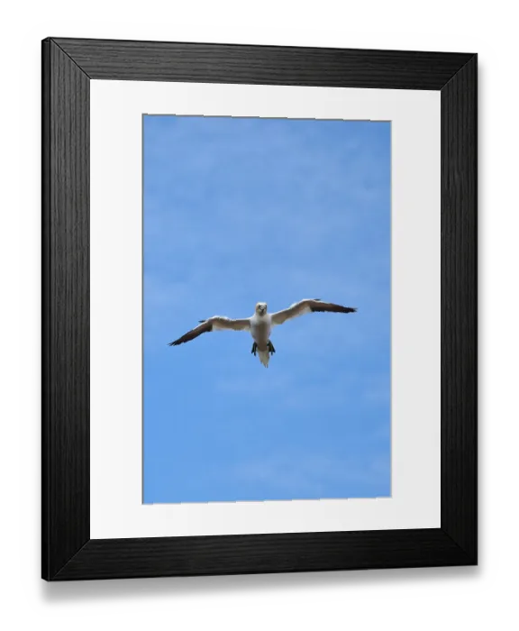 Framed Print : Northern gannet (Morus bassanus) flying in the sky Framed Print : Northern gannet (Morus bassanus) flying in the sky
