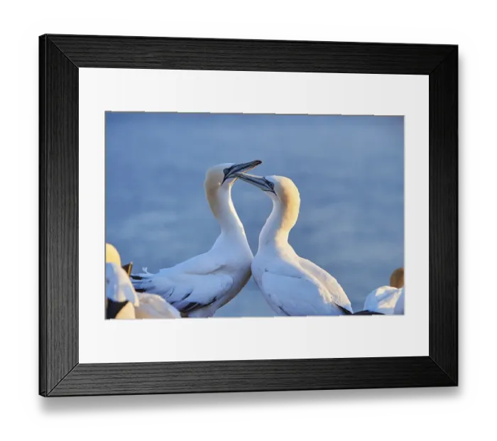 Framed Print : Northern gannet (Morus bassanus) greet each other with their beaks