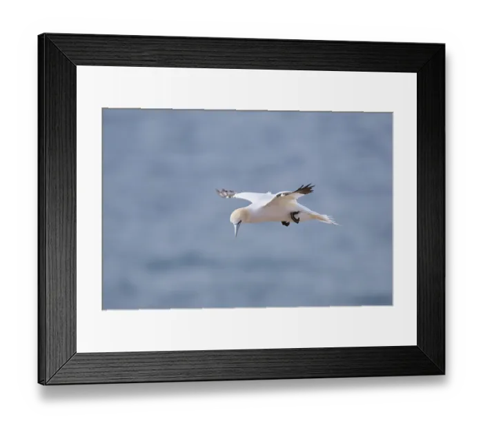 Framed Print : Northern gannet (Morus bassanus) flying over the sea Framed Print : Northern gannet (Morus bassanus) flying over the sea