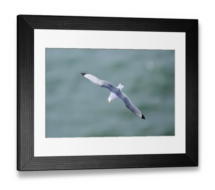 Framed Print : Common gull or sea mew (Larus canus) flying over the sea