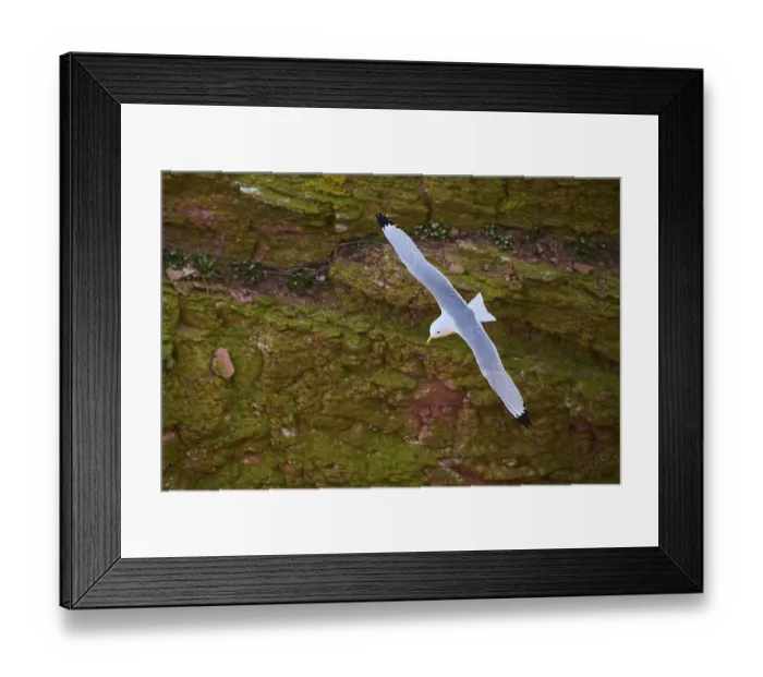 Framed Print : Common gull or sea mew (Larus canus) flying over the cliffs
