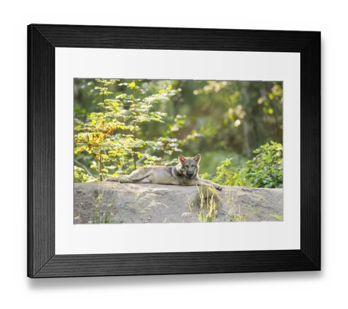 Framed Print : Eurasian wolf (Canis lupus lupus) youngster in a forest Framed Print : Eurasian wolf (Canis lupus lupus) youngster in a forest