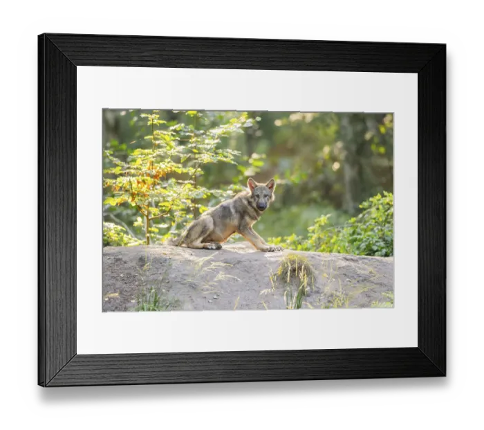 Framed Print : Eurasian wolf (Canis lupus lupus) youngster in a forest Framed Print : Eurasian wolf (Canis lupus lupus) youngster in a forest