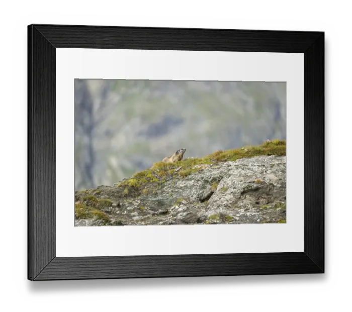 Framed Print : Alpine marmot (Marmota marmota) in autumn