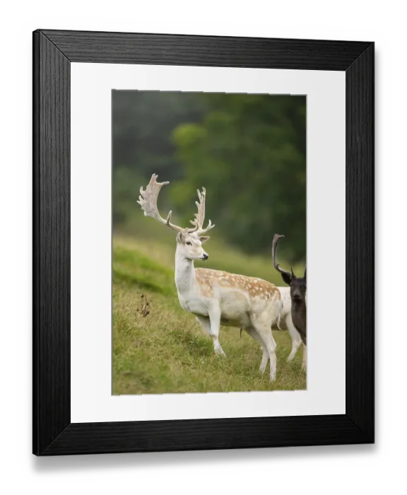 Framed Print : European fallow deer (Dama dama) stags on a meadow