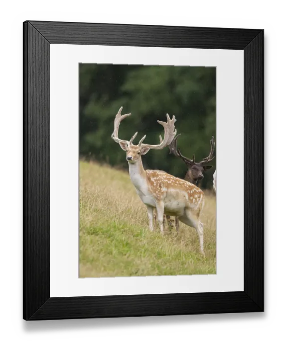 Framed Print : European fallow deer (Dama dama) stags on a meadow