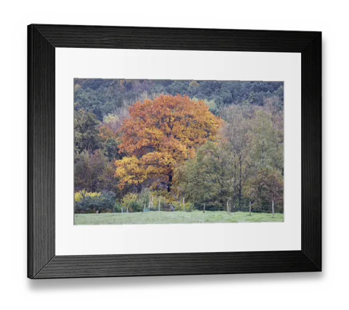 Framed Print : A tree in autumnal colours stands out from a green forest in a rural region Framed Print : A tree in autumnal colours stands out from a green forest in a rural region