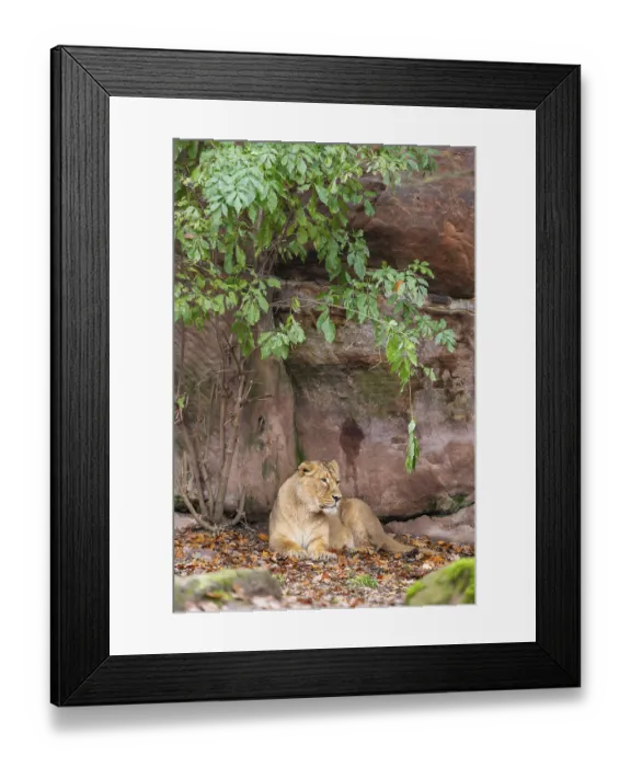 Framed Print : Asiatic lion (Panthera leo persica) lying on the ground