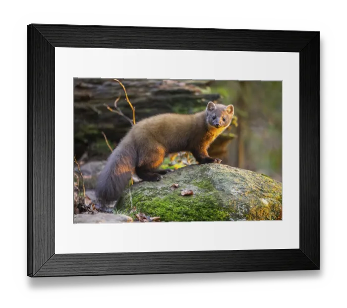 Framed Print : European pine marten (Martes martes) in a forest in autumn
