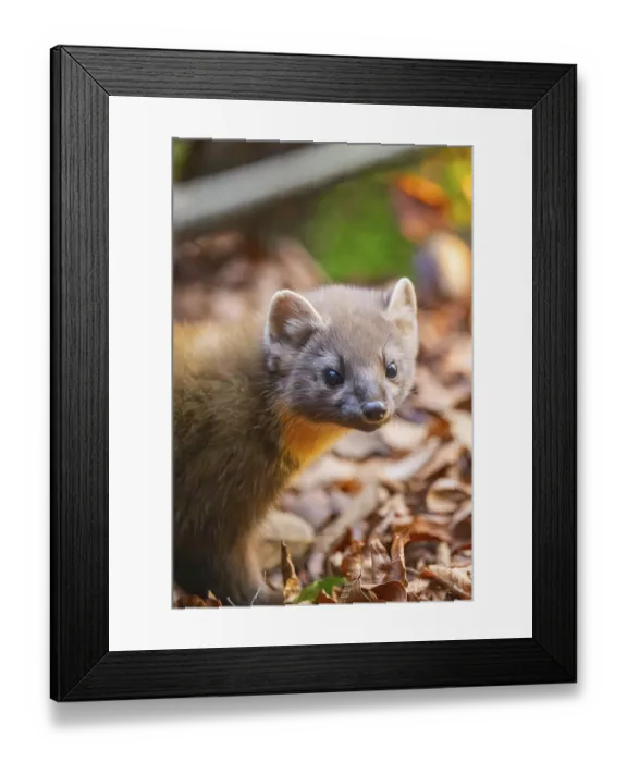 Framed Print : European pine marten (Martes martes) in a forest in autumn Framed Print : European pine marten (Martes martes) in a forest in autumn