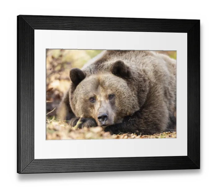 Framed Print : Eurasian Brown Bear (Ursus arctos arctos) lying in a forest Framed Print : Eurasian Brown Bear (Ursus arctos arctos) lying in a forest