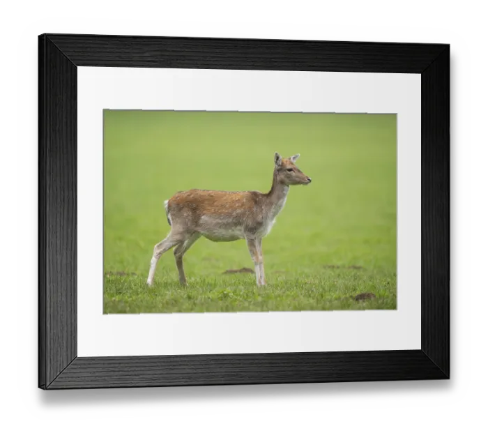 Framed Print : European fallow deer (dama dama) doe on a meadow in autumn Framed Print : European fallow deer (dama dama) doe on a meadow in autumn