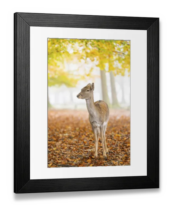 Framed Print : European fallow deer (dama dama) doe standing in a forest on a foggy day in autumn