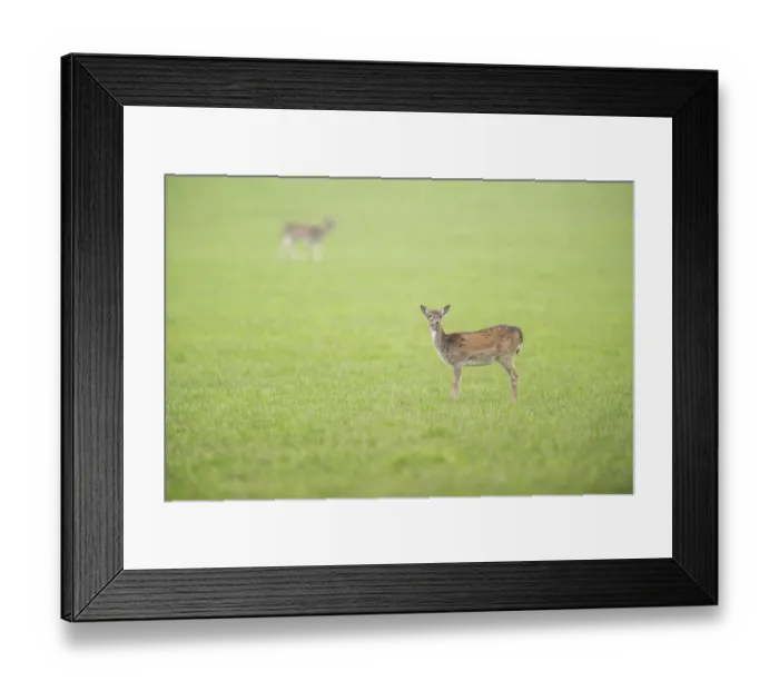 Framed Print : European fallow deer (dama dama) doe standing on a meadow in autumn