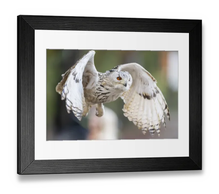Framed Print : Siberian eagle-owl (Bubo bubo sibiricus) flying Framed Print : Siberian eagle-owl (Bubo bubo sibiricus) flying