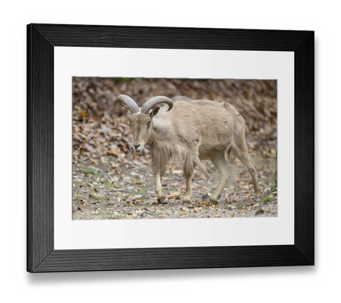 Framed Print : Barbary sheep (Ammotragus lervia) ram walking on the ground