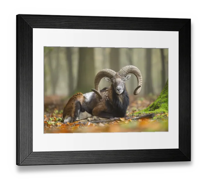 Framed Print : European mouflon (Ovis aries musimon) ram (male) lying in a forest in autumn