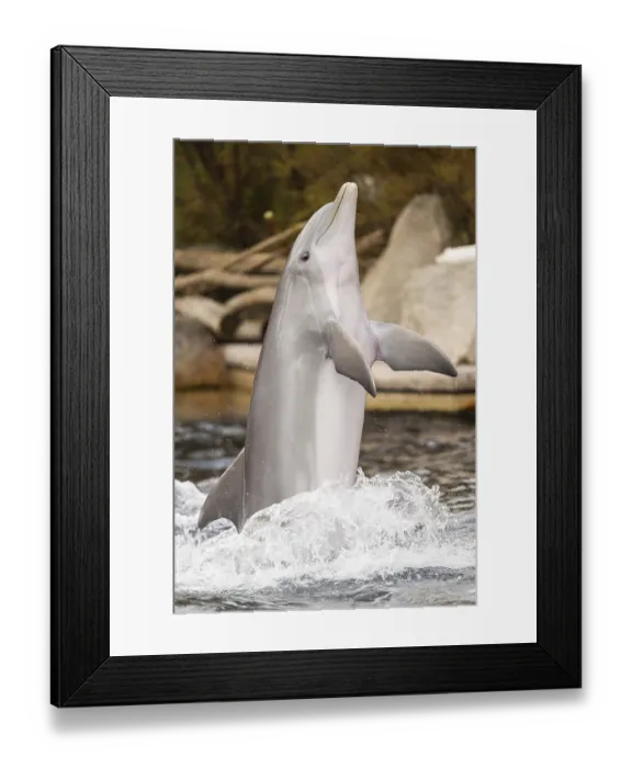 Framed Print : Common bottlenose dolphin (Tursiops truncatus) Framed Print : Common bottlenose dolphin (Tursiops truncatus)