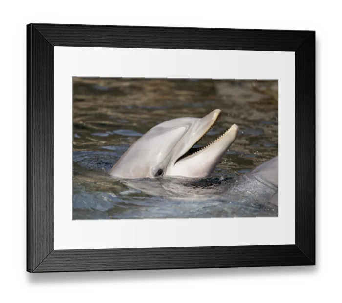 Framed Print : Common bottlenose dolphin (Tursiops truncatus) Framed Print : Common bottlenose dolphin (Tursiops truncatus)
