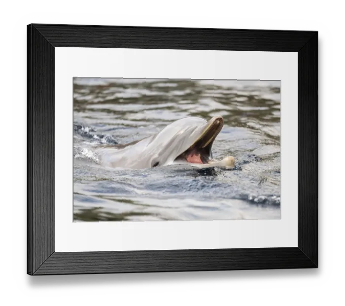 Framed Print : Common bottlenose dolphin (Tursiops truncatus)