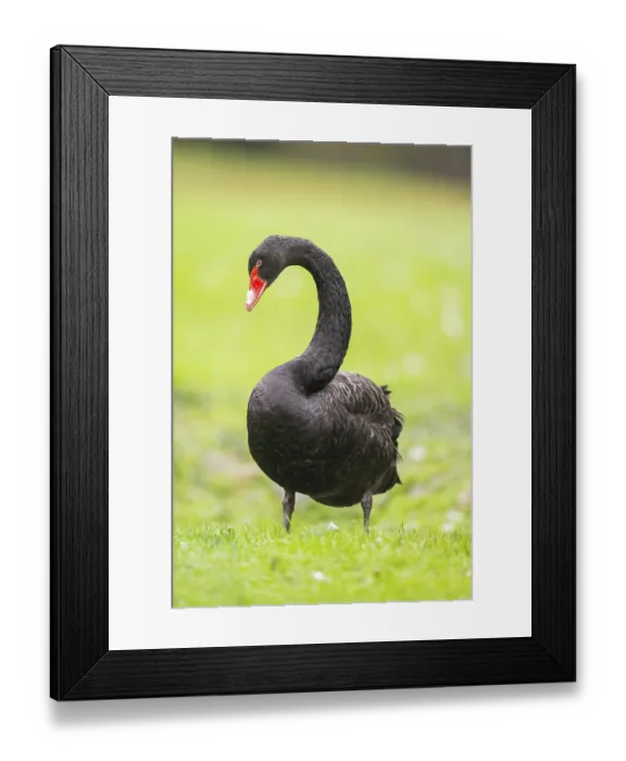 Framed Print : Black swan (Cygnus atratus) standing on a meadow Framed Print : Black swan (Cygnus atratus) standing on a meadow