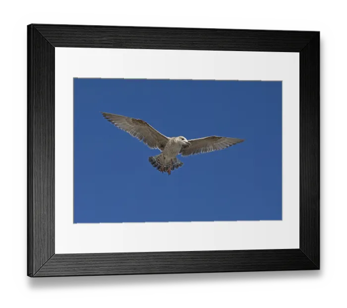 Framed Print : Young seagull (Laridae) in flight