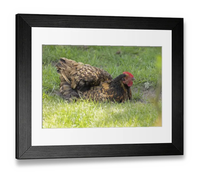 Framed Print : Pedigree chicken, Orpington hen