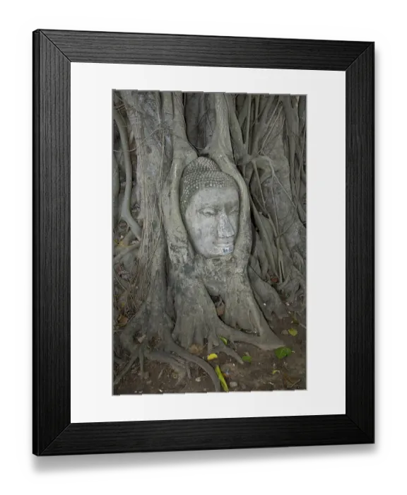 Framed Print : Buddha head in the old kingdom city ayutthaya