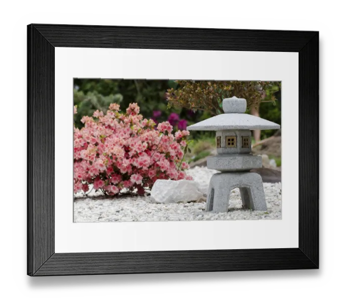 Framed Print : A pink azalea in full bloom in a private garden in japanese style Framed Print : A pink azalea in full bloom in a private garden in japanese style