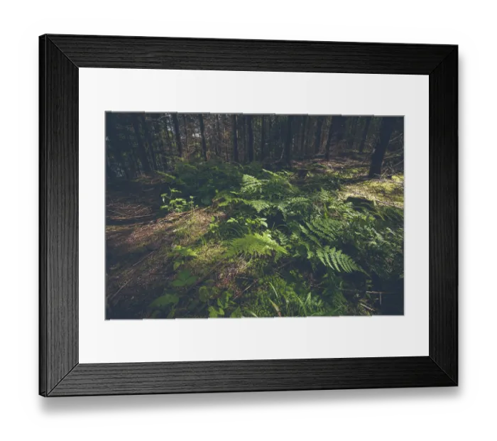 Framed Print : Green fern in a dark forest with pine trees Framed Print : Green fern in a dark forest with pine trees