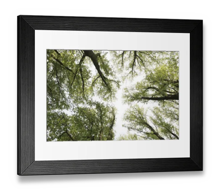 Framed Print : Tree canopy from below