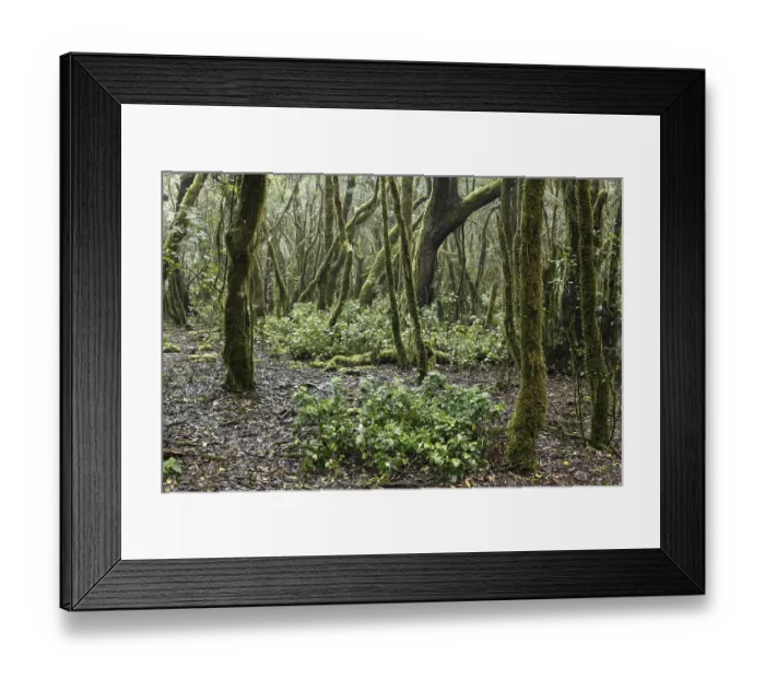 Framed Print : Cloud forest, Garajonay National Park Framed Print : Cloud forest, Garajonay National Park
