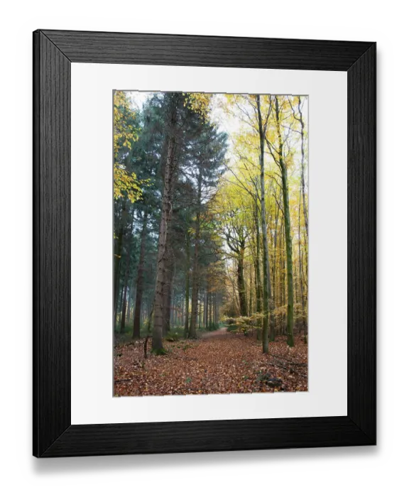 Framed Print : Forest path through mixed forest Framed Print : Forest path through mixed forest