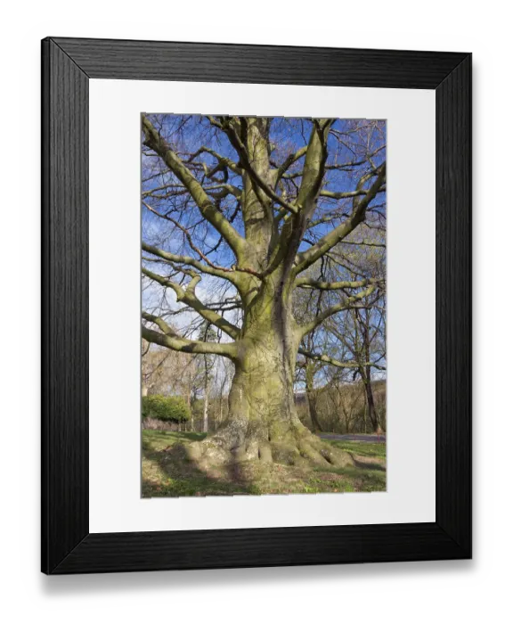 Framed Print : Purple European beech (Fagus sylvatica var) Framed Print : Purple European beech (Fagus sylvatica var)