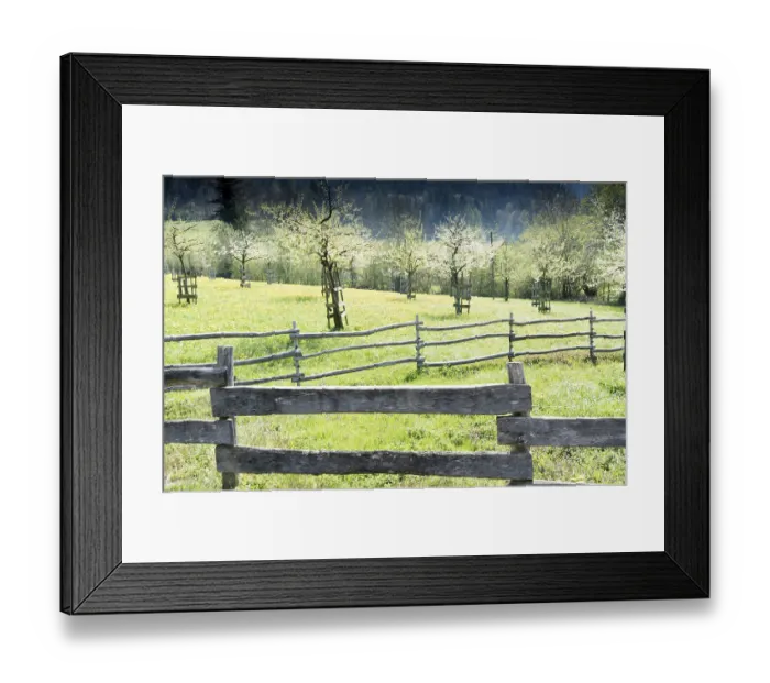 Framed Print : rustic handmade wooden fences separate green meadows and blossoming trees in an orchard with forest behind