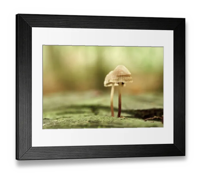 Framed Print : Mushrooms growing on a dead tree trunk in the forest Framed Print : Mushrooms growing on a dead tree trunk in the forest
