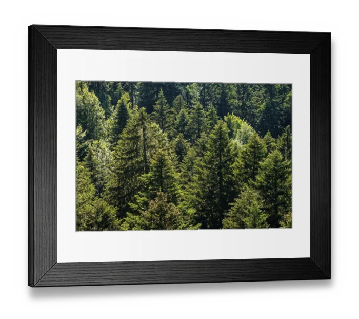 Framed Print : Mixed forest at the treetop walk near Scheidegg Framed Print : Mixed forest at the treetop walk near Scheidegg