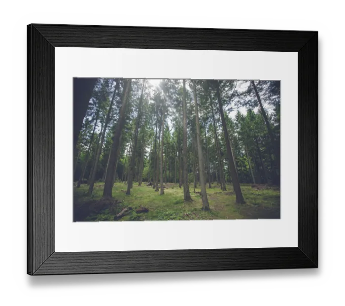 Framed Print : Pine tree forest with sunlight and tall trees