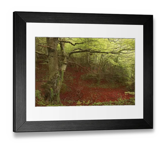 Framed Print : Beech trees, Urbasa-Andia Natural Park Framed Print : Beech trees, Urbasa-Andia Natural Park