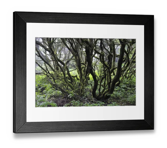 Framed Print : Laurel forest and tree heath, Hoya del Fileba