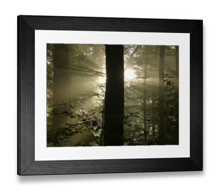 Framed Print : Maulbronn, fog in the forest with backlit rays of sunlight Framed Print : Maulbronn, fog in the forest with backlit rays of sunlight