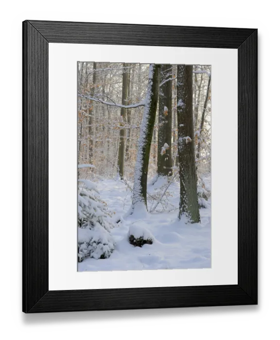 Framed Print : Winter forest with snow