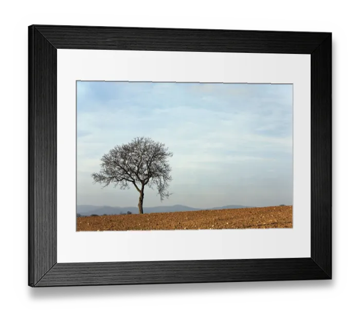 Framed Print : Walnut tree