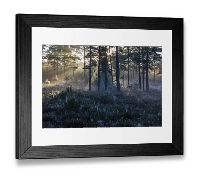 Framed Print : After a cold night, the first rays of the morning sun fight their way through the fog in a forest Framed Print : After a cold night, the first rays of the morning sun fight their way through the fog in a forest