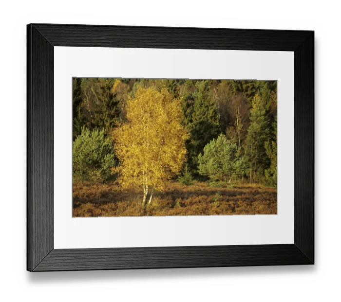 Framed Print : Autumn coloured birch in the sunlight Germany