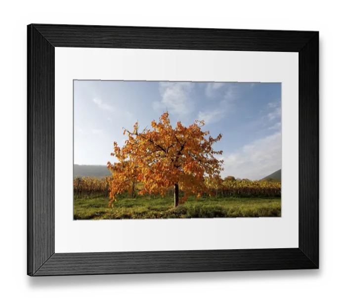 Framed Print : Cherry tree in autumn
