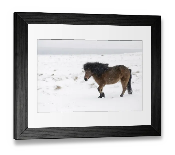 Framed Print : Horse, Icelandic Pony, adult, walking on snow during blizzard