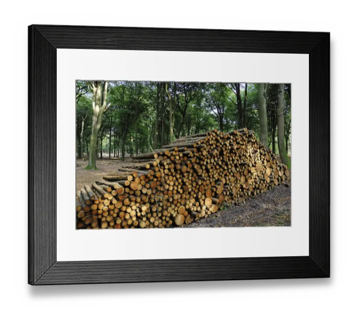 Framed Print : Wood piles in a beech forest, Netherlands